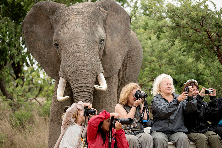 Illustration de l'article : 28 Photos de Vacances Ruinées Par Des Animaux. Qui Peut Garder Son Sérieux Devant Les Deux Dernières ?